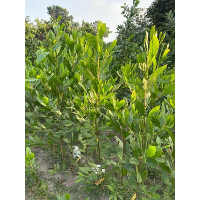 bibit akasia mangium