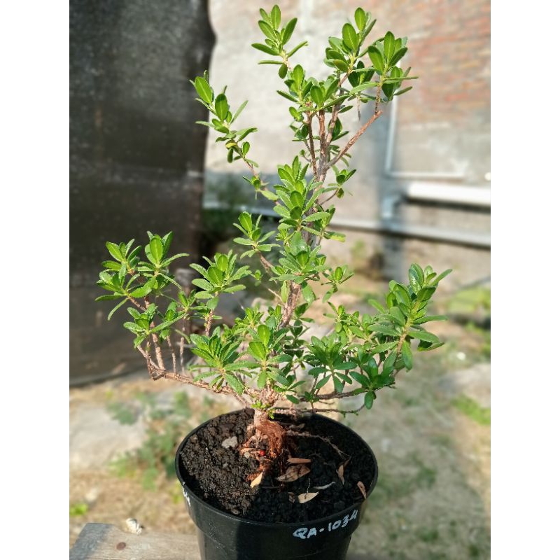 QA-1034, BAHAN BONSAI SANTIGI MAWAR SUPER SEMAI BIJI