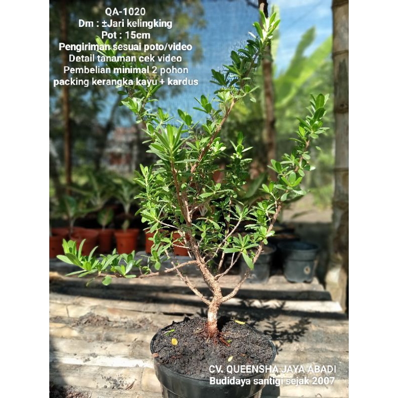 QA-1020, BAHAN BONSAI SANTIGI MAWAR SUPER SEMAI BIJI