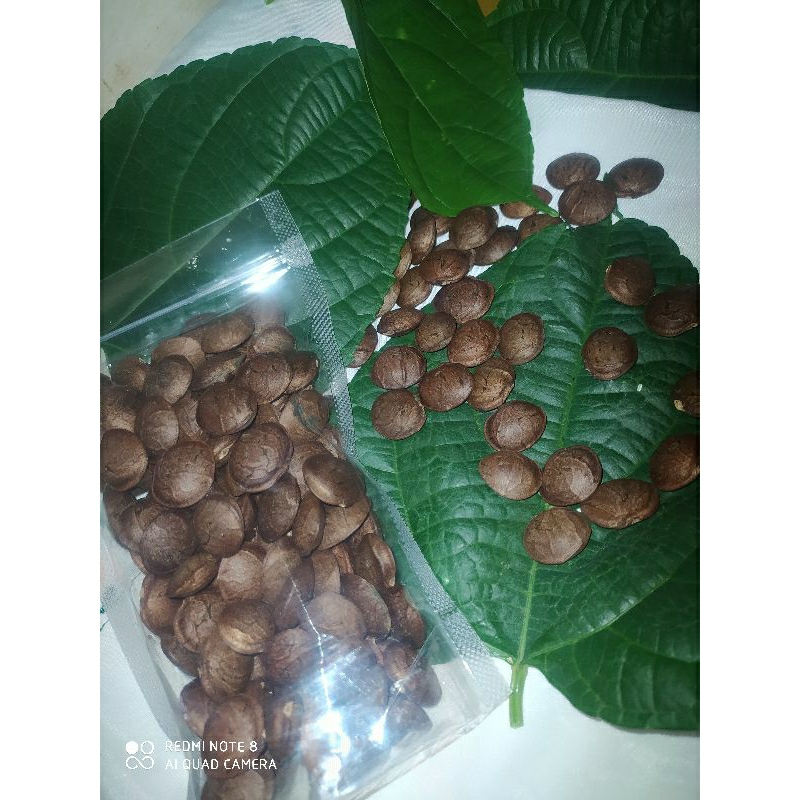

kacang saca inchi