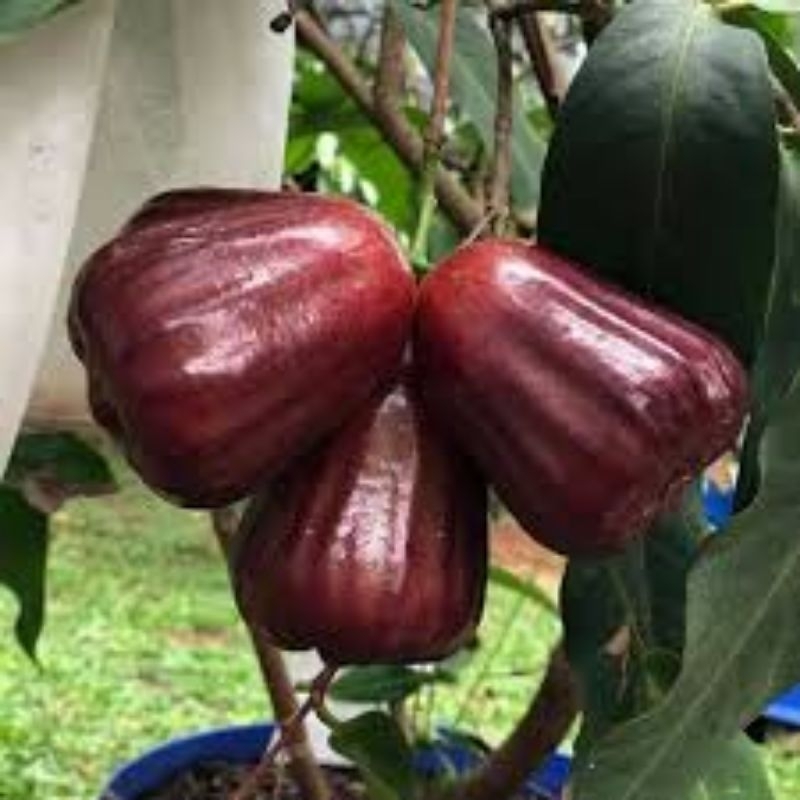 bibit jambu air mutiara hitam