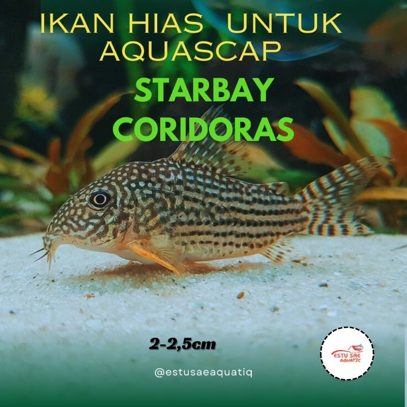 paket starbay coridoras ikan aquascap pemakan alga dan lumut