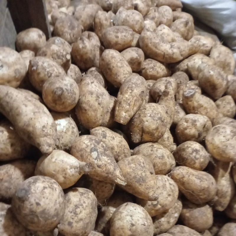 

Ubi Putih 500g