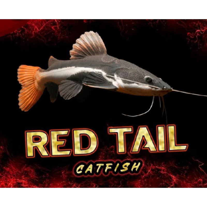 KARDUS ISI RTC REDTAILFISH SIZE 8/10 CM BONUS PAKAN