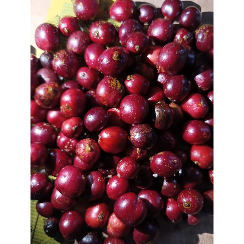 

BIBIT KOPI UNGGULAN 1000GRAM