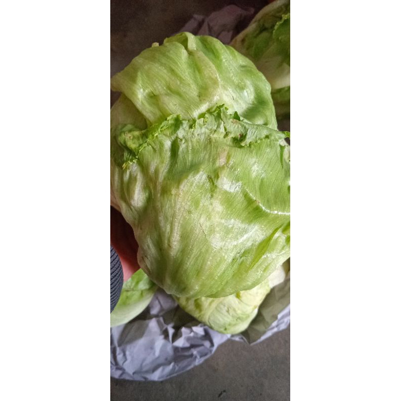 

sayur lettuce segar - 500gram