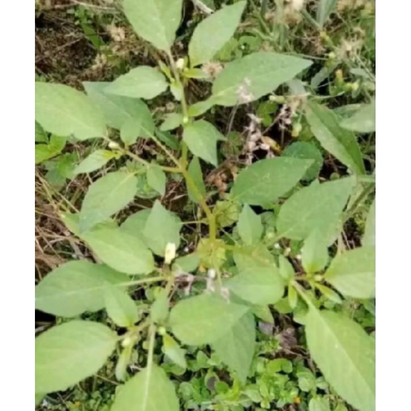 

daun cecendet segar 300grm