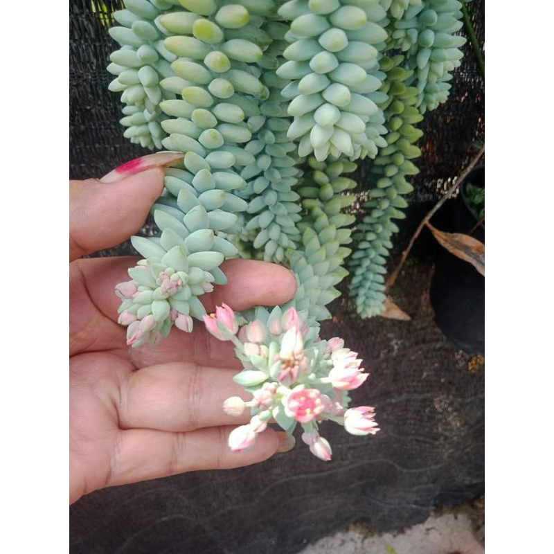 tanaman hias gantung air mata ibu