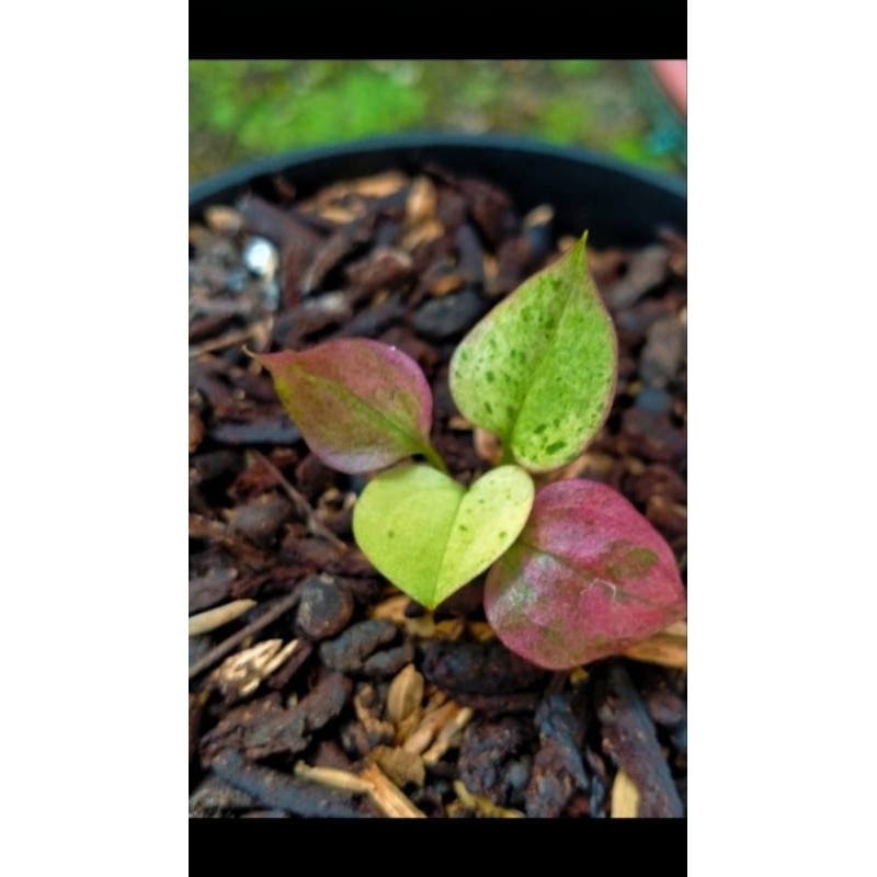 anthurium hokeri pink