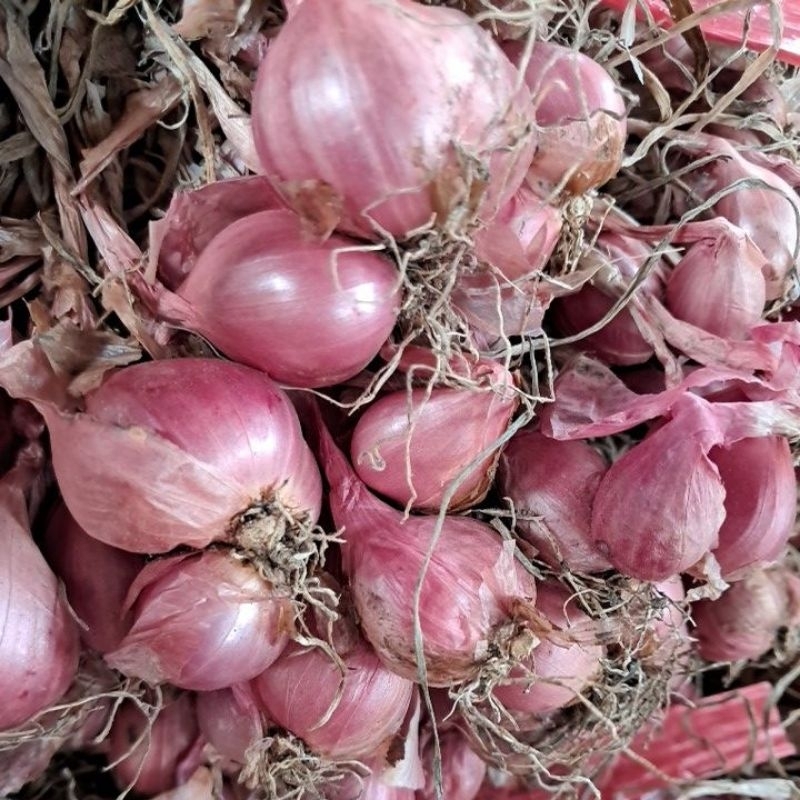 

Bawang merah Enrekang murah