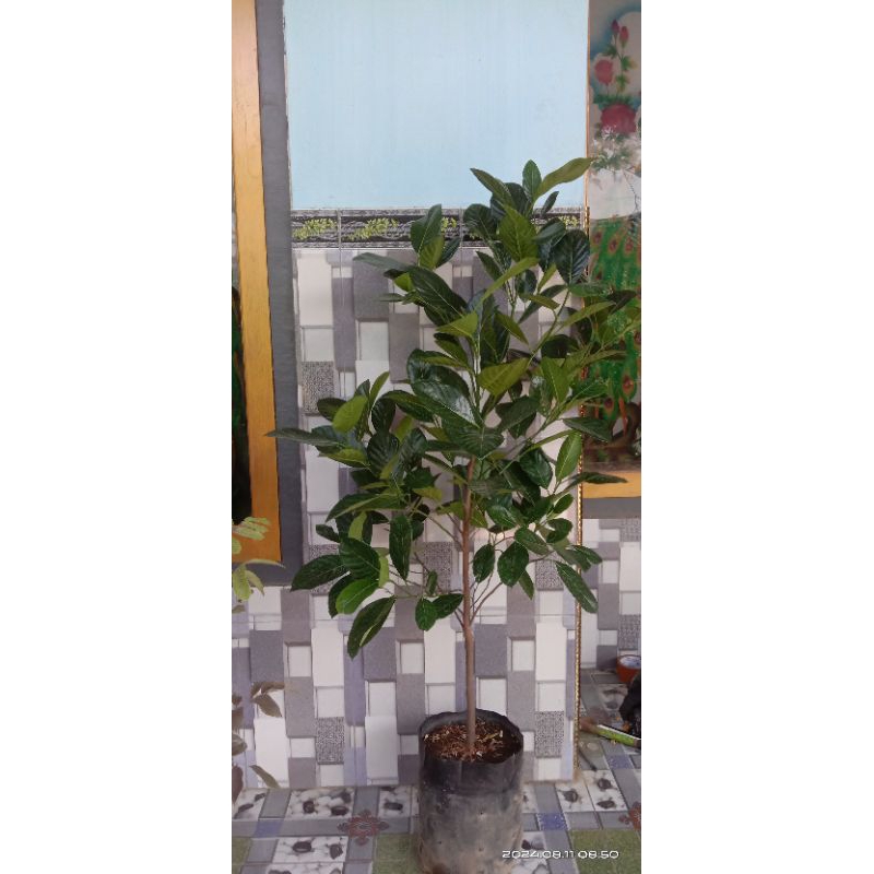 bibit nangka madu jumbo batang super