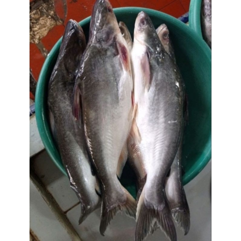 

ikan patin segar