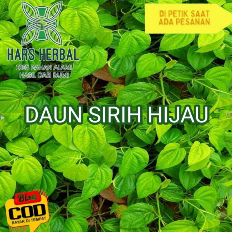 

DAUN SIRIH HIJAU SEGAR ASLI 40 LEMBAR DI PETIK KALAU ADA YANG PESAN BIAR TERJAGA KESEGARANNYA TIDAK CEPAT LAYU