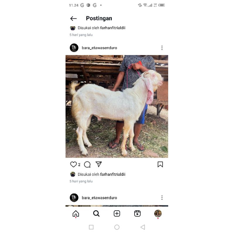 etawa senduro kambing