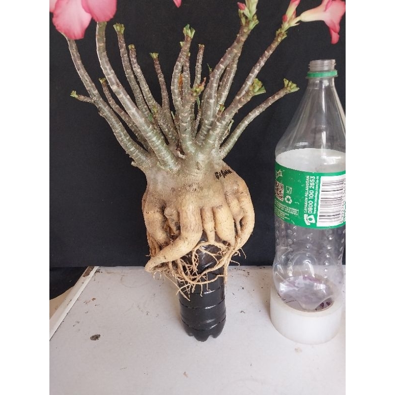 Adenium Arabicum Godji x BMK Prokar Termurah
