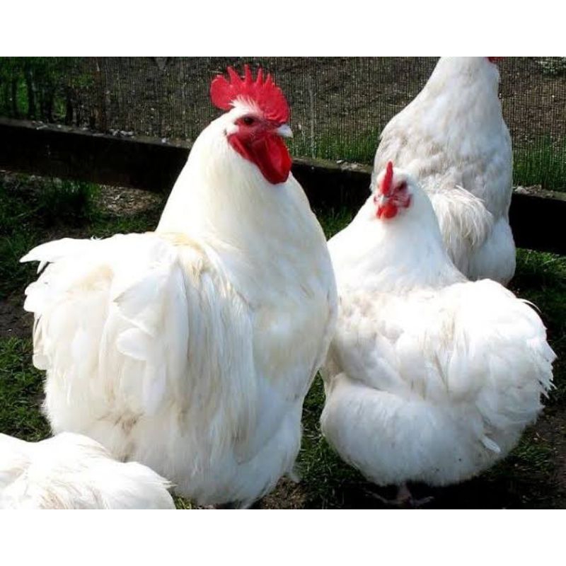 

PROMO!! TELUR AYAM RAS PETELUR TANGGUH UNTUK DI TETASKAN
