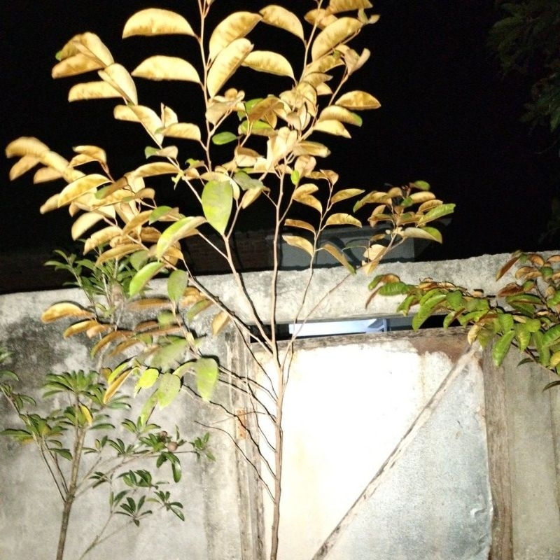 bibit kenitu ungu super rimbun (cargo)