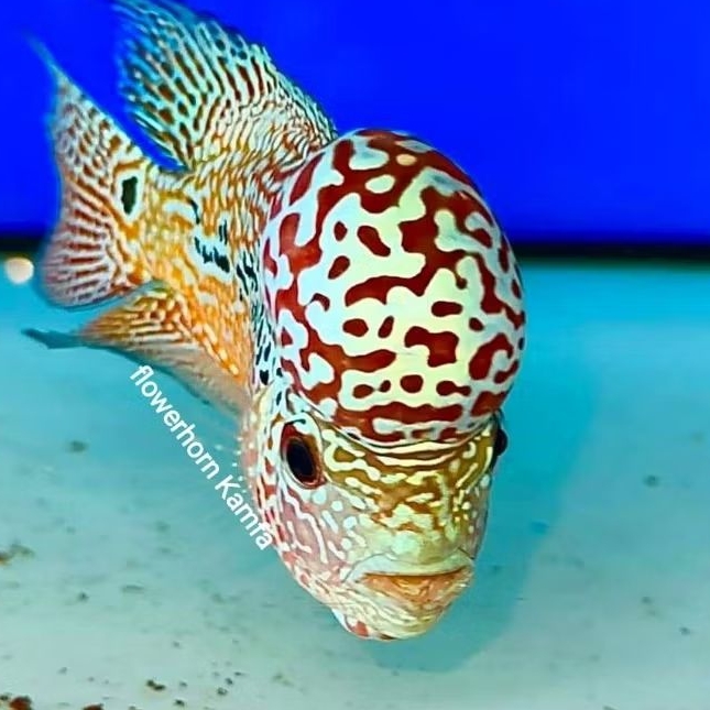 BURAYAK KAMFA F2 SEMI PROGRES 3-6CM