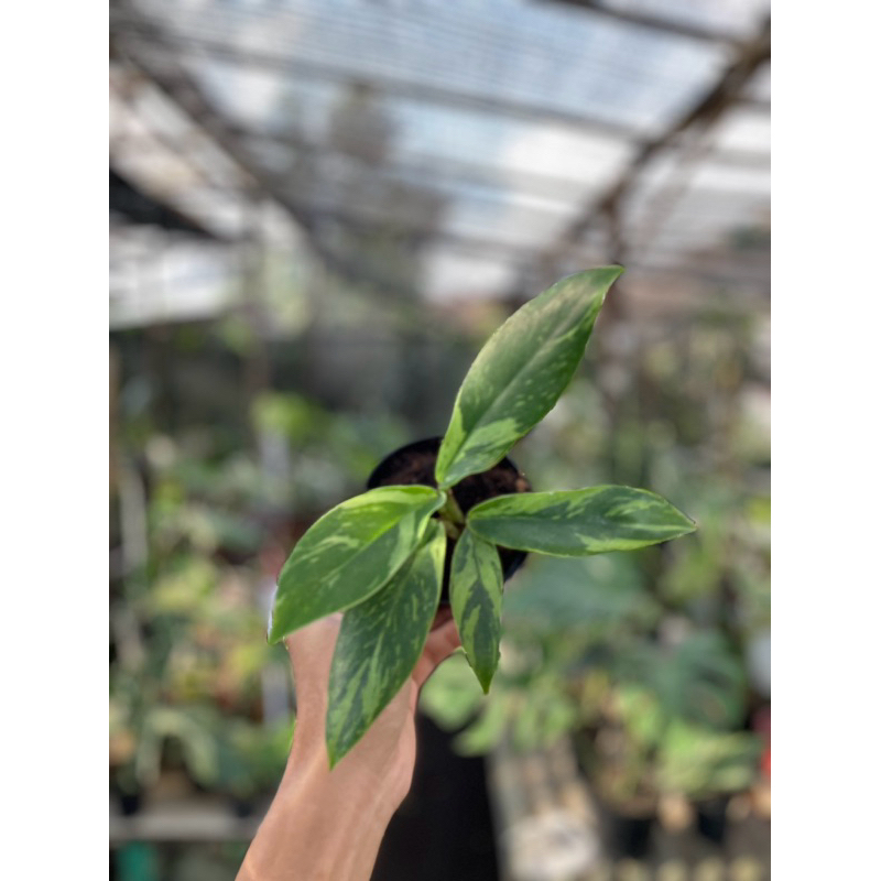 tanaman hias rhaphidophora elliptifolia Variegata