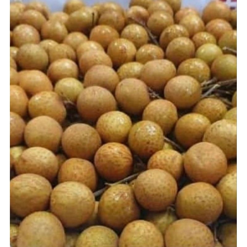 

Buah Segar: Lengkeng Bangkok