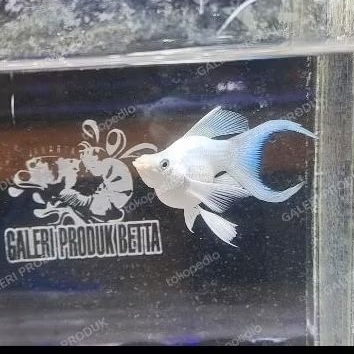 IKAN MOLLY PLATINUM BALLOON LYRETAIL