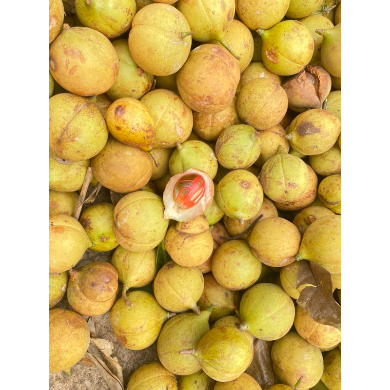 

Buah Pala segar