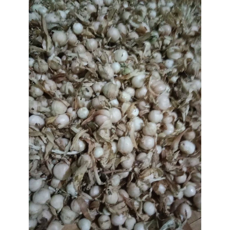 

kapulaga kering berkualitas 100gram