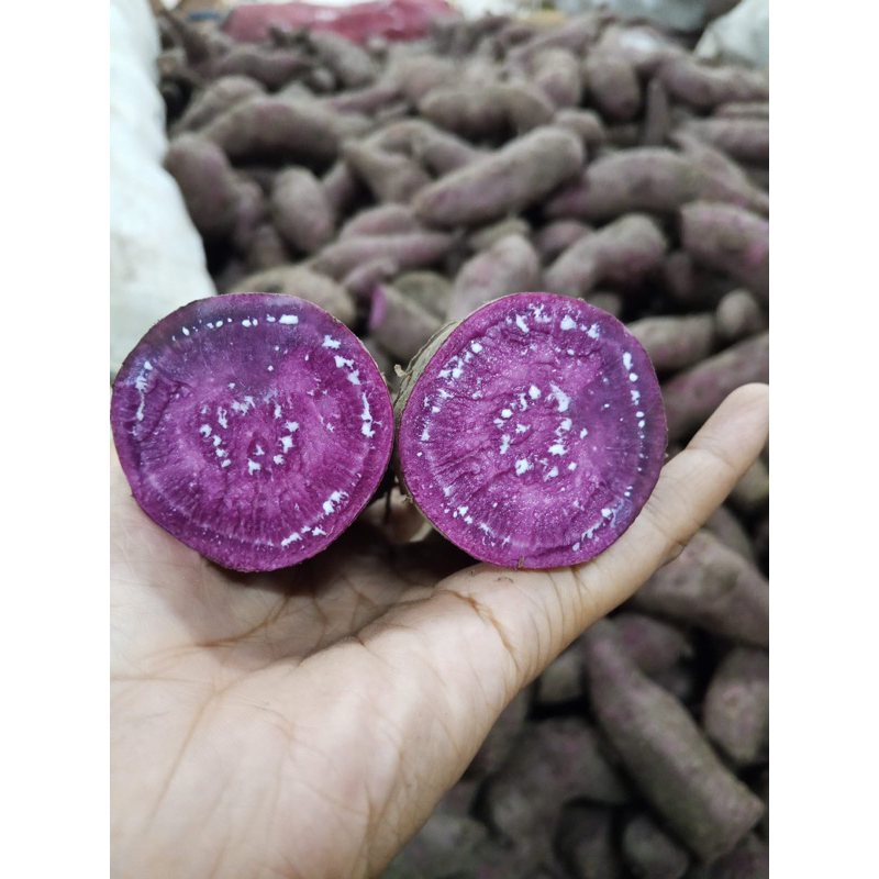 

Ubi Ungu/Merah/Putih Express/Instan Fresh Seger Eceran Update Setiap Hari