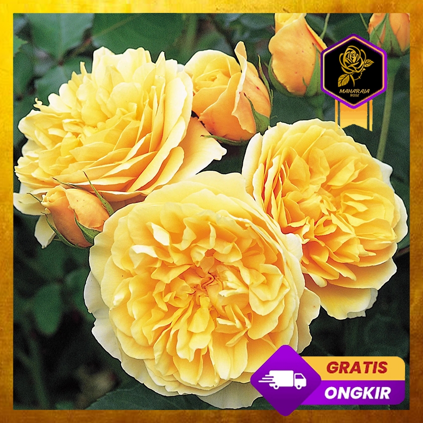 Mawar Import David Austin - Graham Thomas