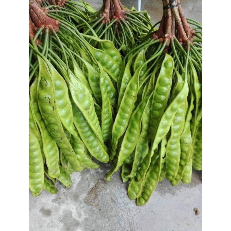 

Pete Express/Instan Fresh Seger Eceran Update Setiap Hari