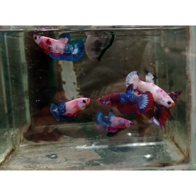 4 ekor betina besgel