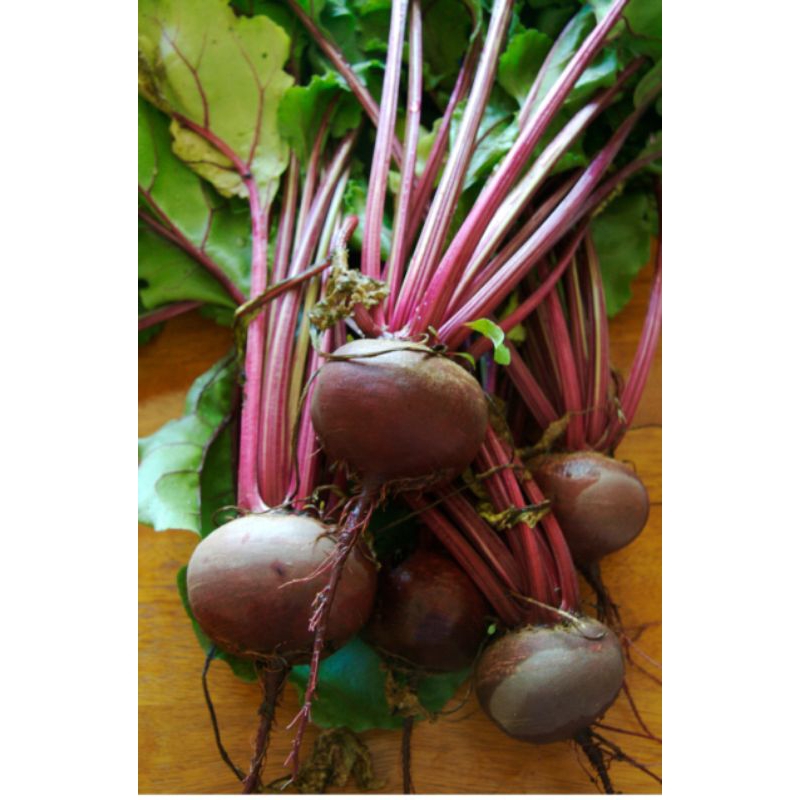 

Buah Bit | beet root | bit