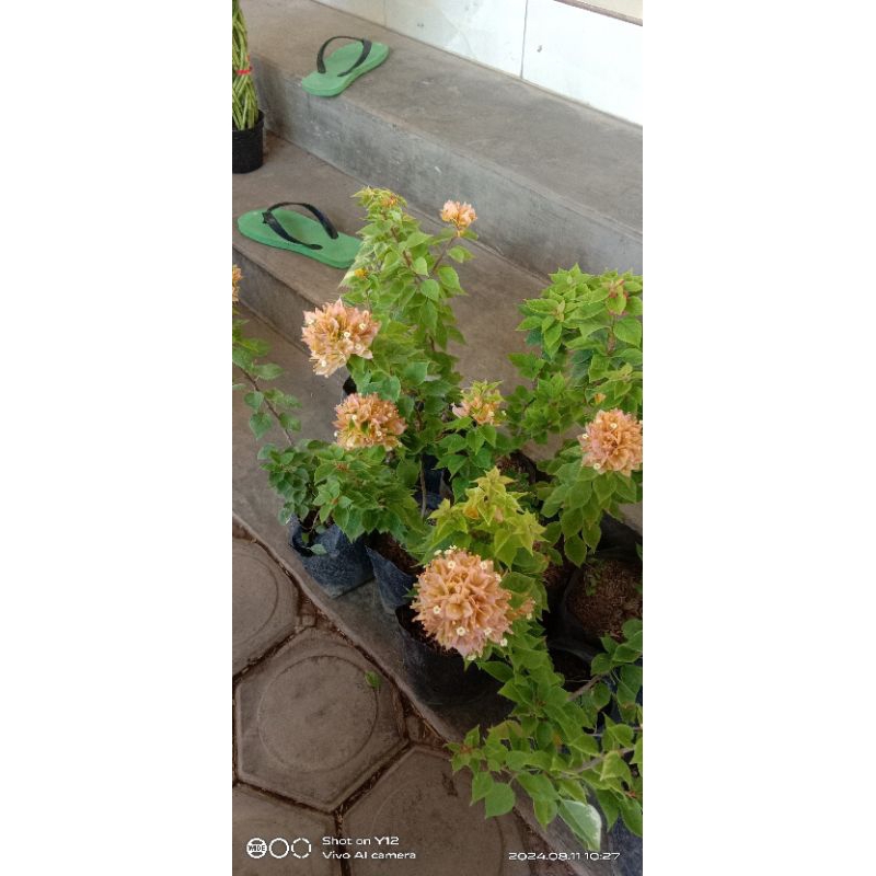 Bougenville Singapura orian