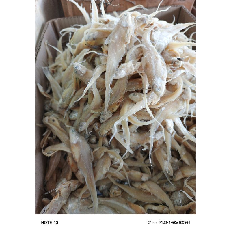 

IKAN ASIN BULU AYAM/IKAN BULU AYAM berat 250gram/500gram/1000gram
