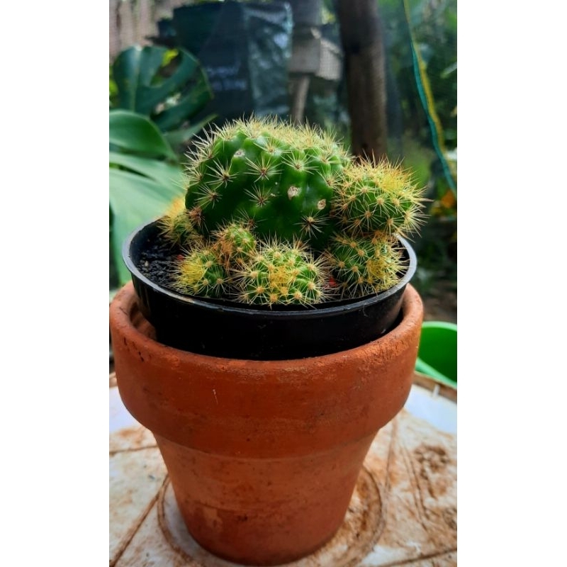 Kaktus Echinopsis Chaloclora, Ecinopsis kaloklora, Kaktus Belimbing, kaktus mini, tanaman hias mini 