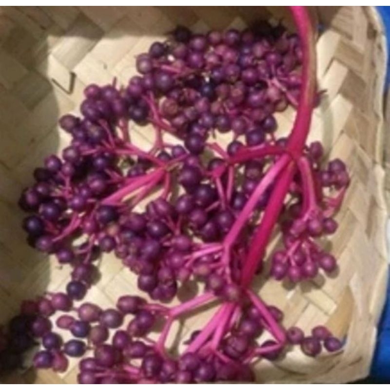 

buah parijoto segar 250 gram