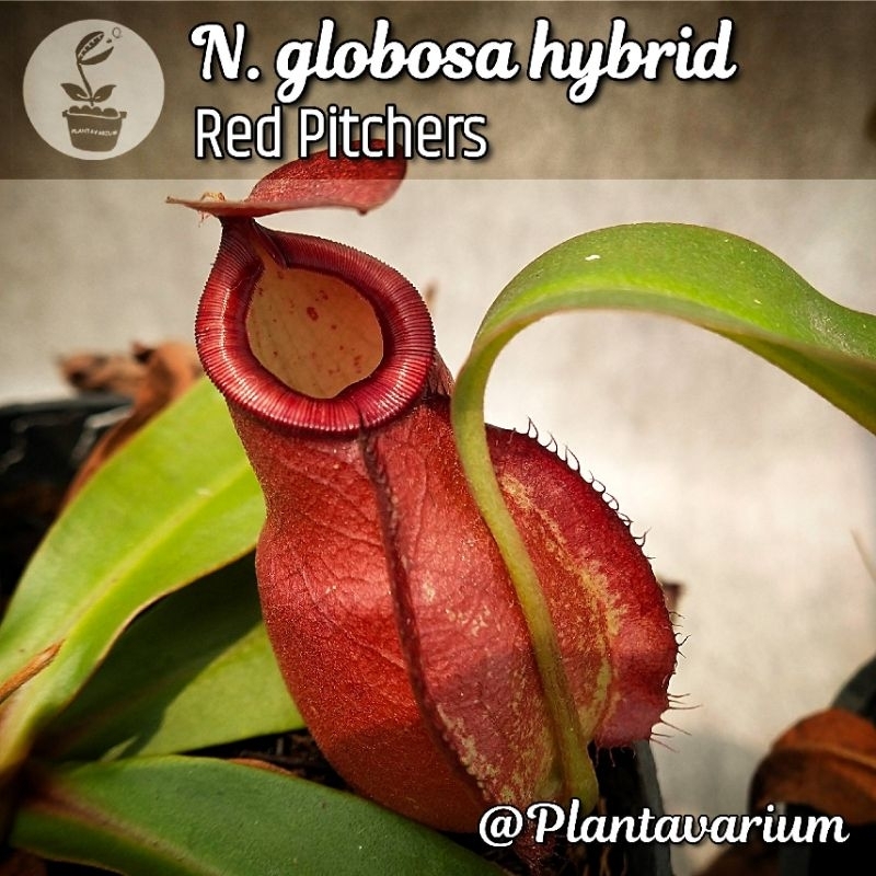 TANAMAN KARNIVORA KANTUNG SEMAR NEPENTHES GLOBOSA HYBRID