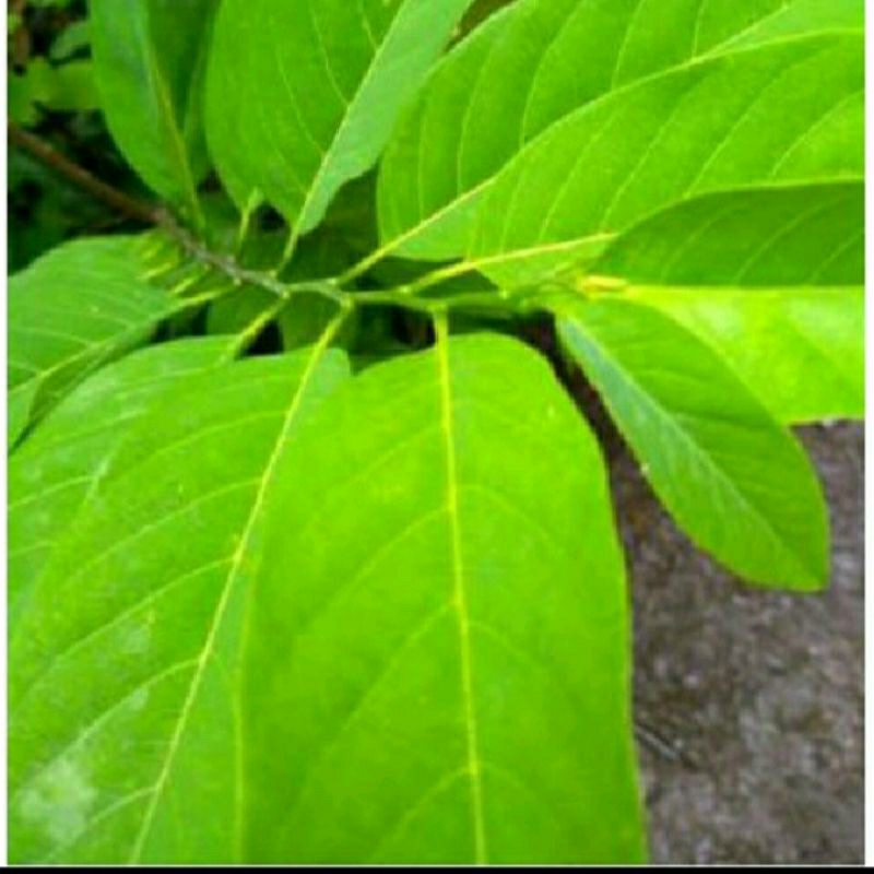 

herbal alami 30lembar daun sirkaya fress