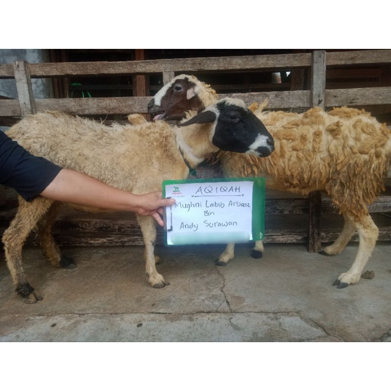 (GOSEND / INSTAN) kambing aqiqah / kambing hidup / kambing murah / domba hidup/ domba aqiqah / domba