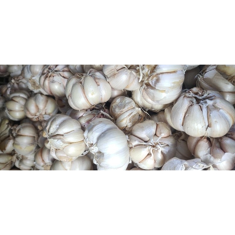 

bawang putih besar pilihan