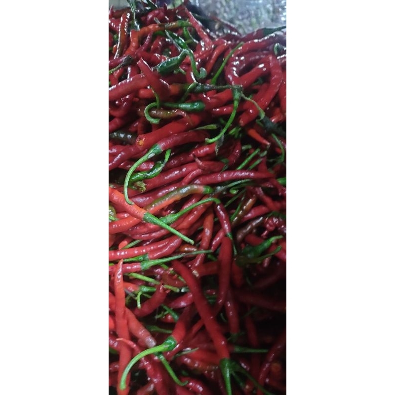 

keriting merah fresh pilihan