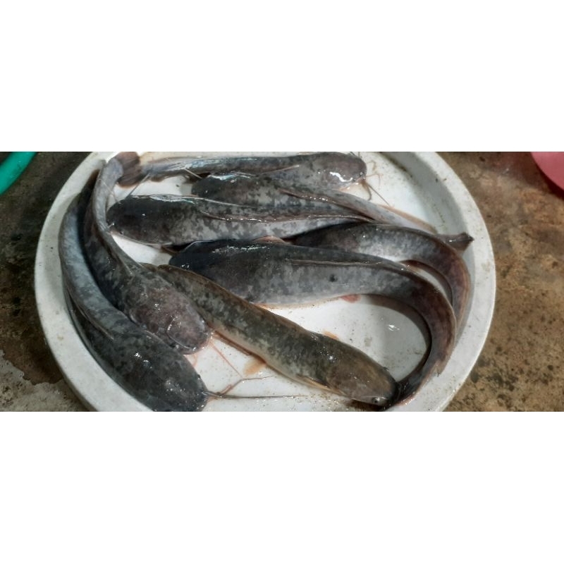 

Ikan Lele Hidup (Konsumsi)