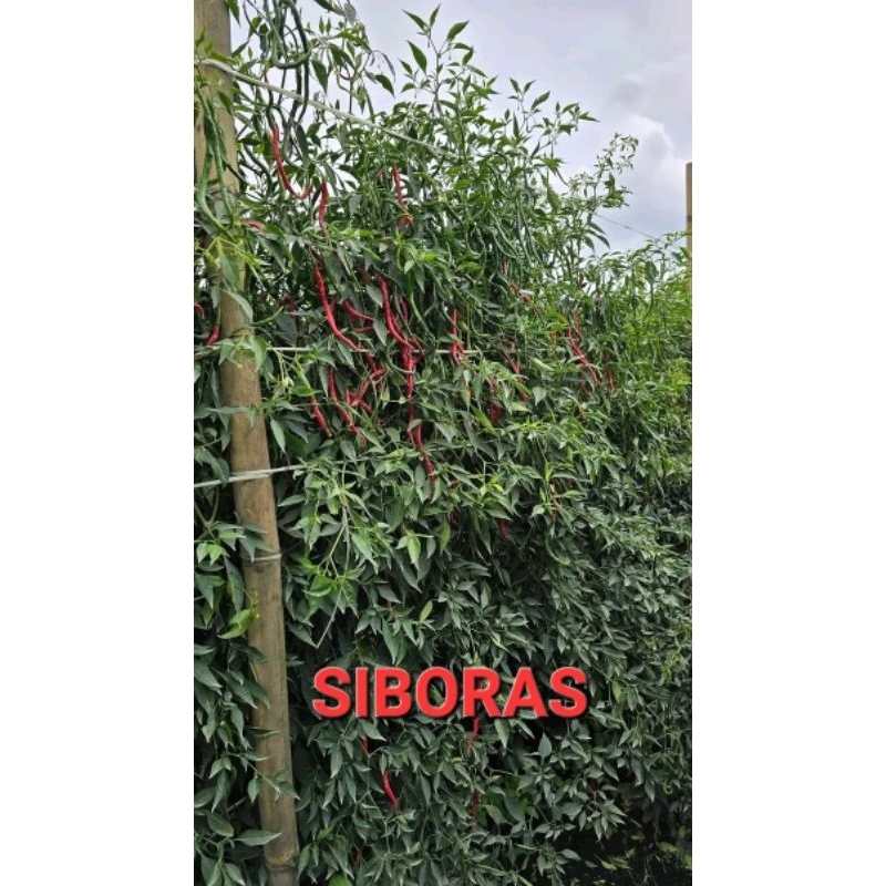 [COD] Bibit/benih cabe lokal siboras