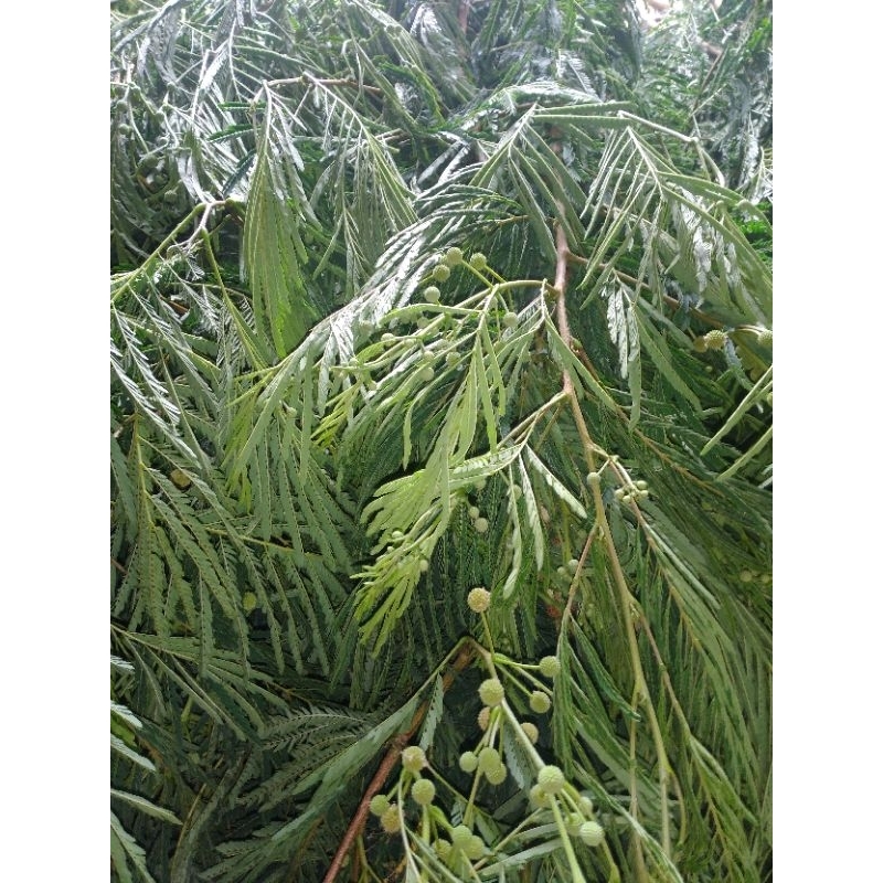 ENTRES/ CUTTING POHON LAMTORO GENDERUWO / PETAI CINA / KEMLANDINGAN / PETAI SELONG
