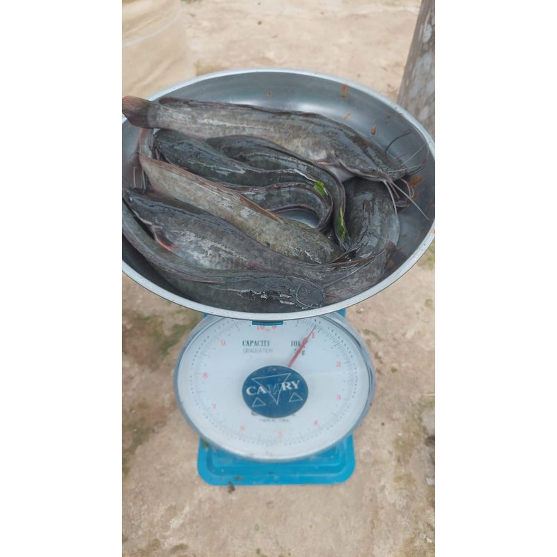 

Ikan Lele