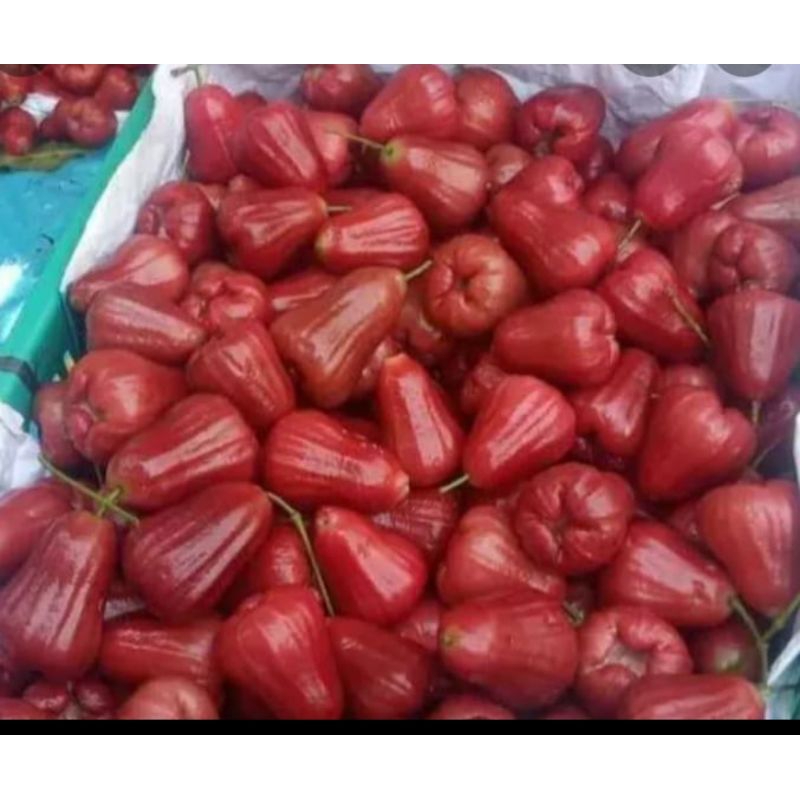 

jambu air citra manis jambu 1