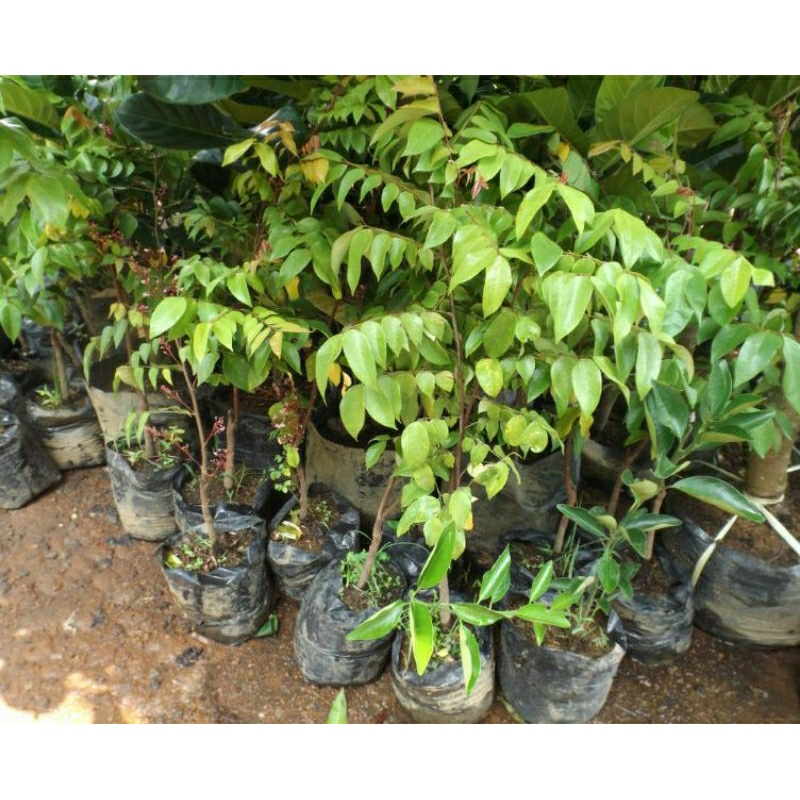 Bibit Belimbing Madu Okulasi