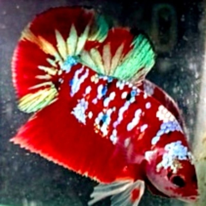 Plakat Red Barongsai Pajangan Kamar Pria