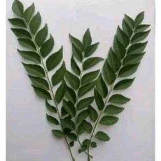 

daun kari, daun salam koja