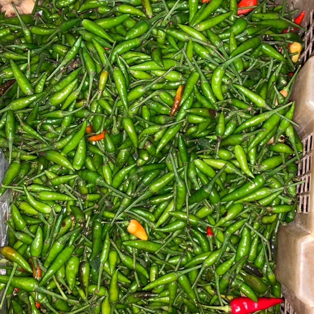 

Cabe rawit hijau